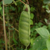 Cajanus albicans (Wight & Arn.) Maesen